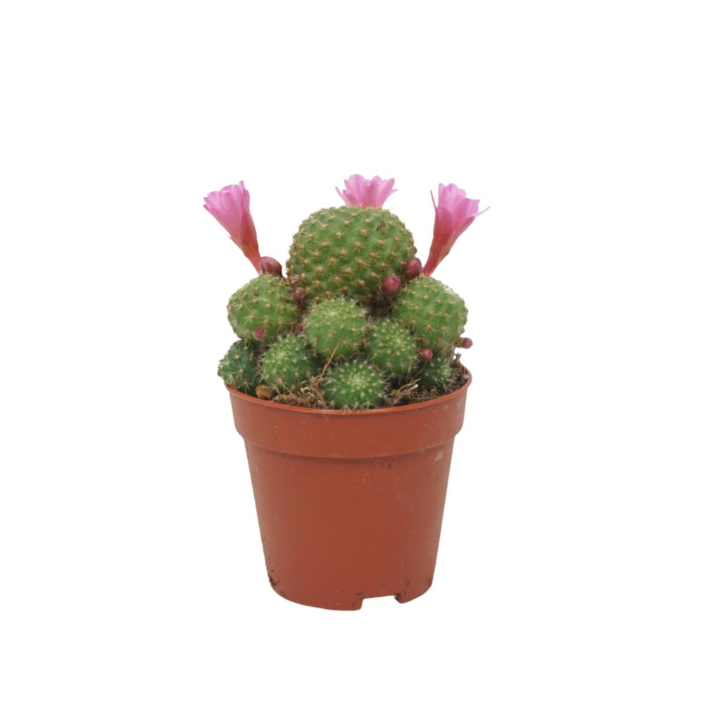 Rebutia
