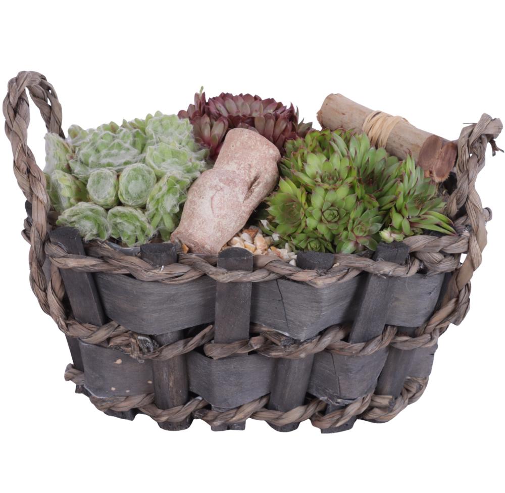sempervivum
