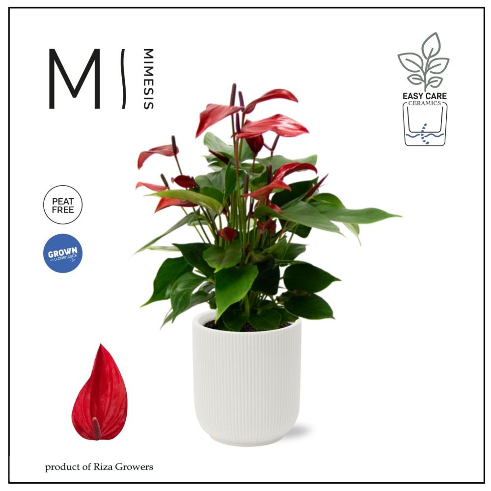 Anthurium