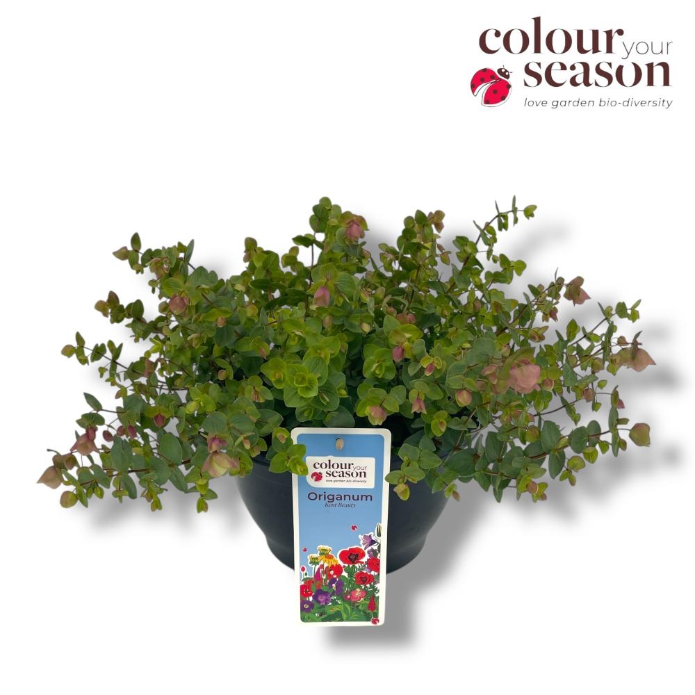 Origanum