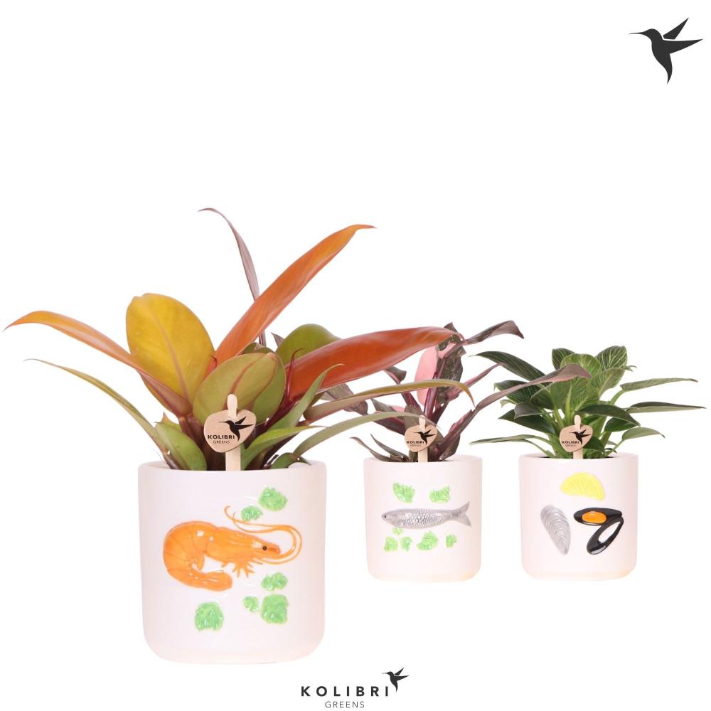 Philodendron