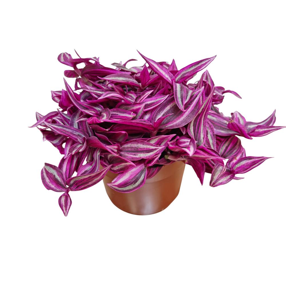 tradescantia