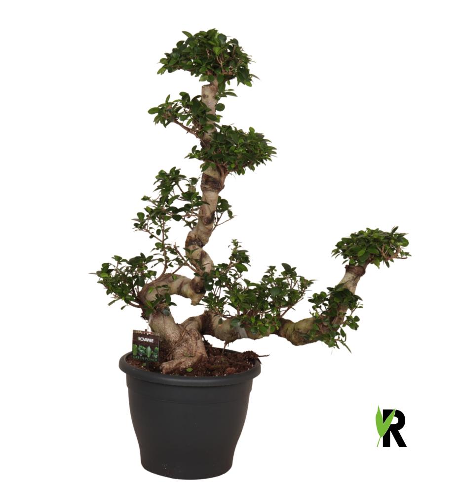 Ficus ginseng