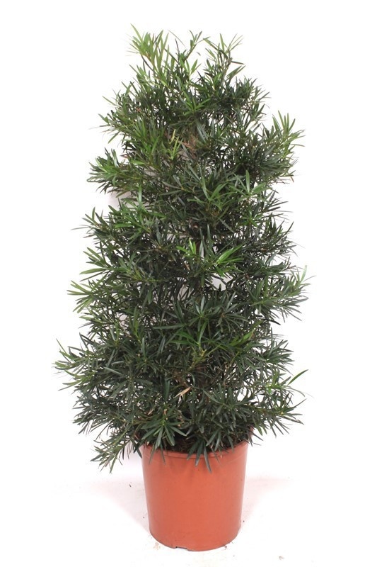 Podocarpus