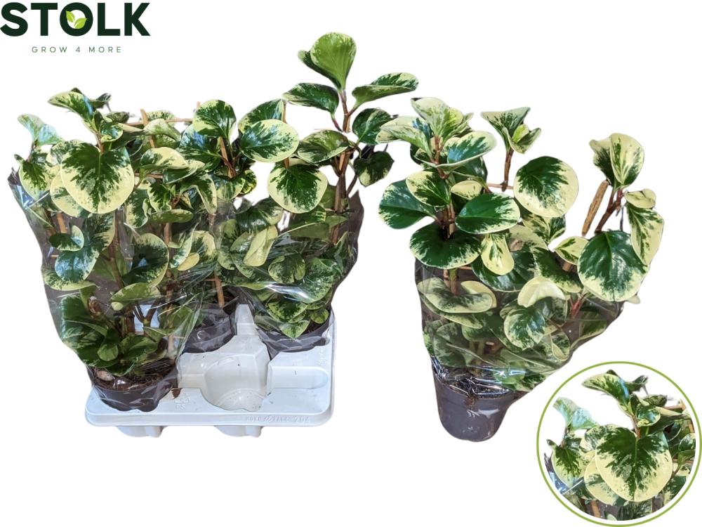 Peperomia