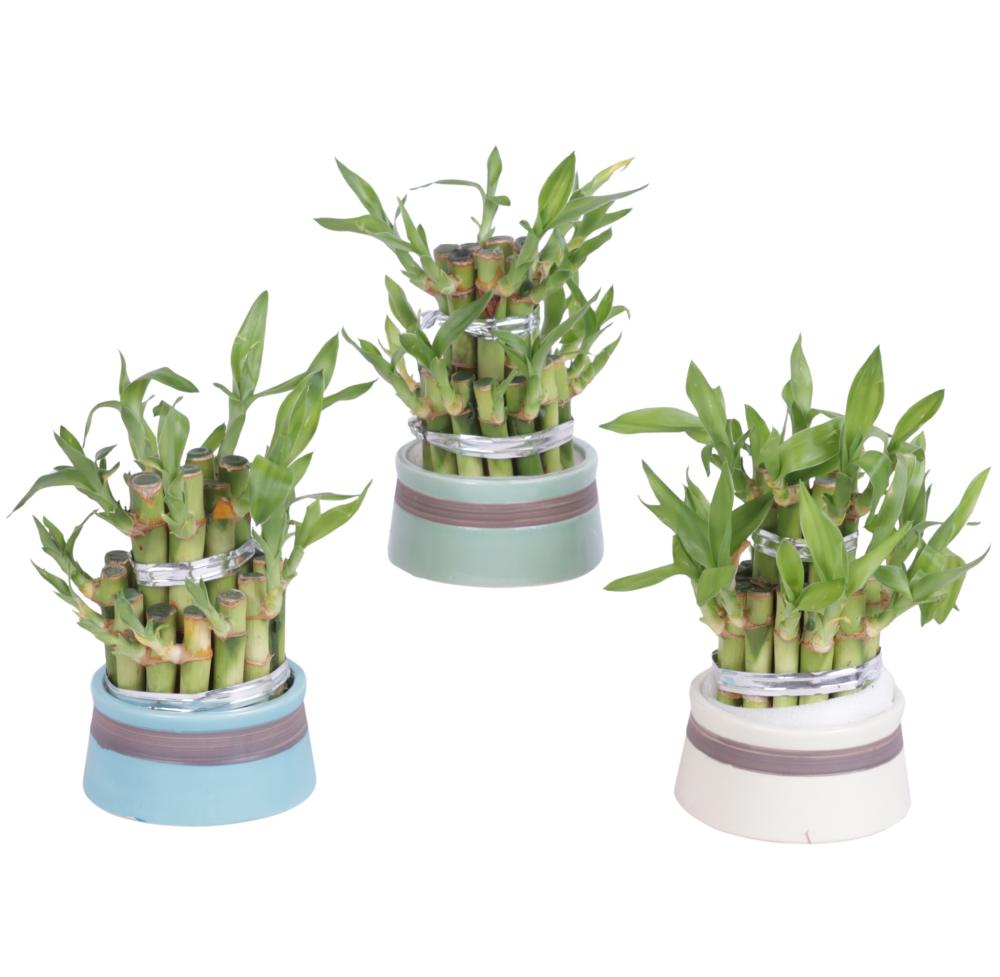 lucky bamboo