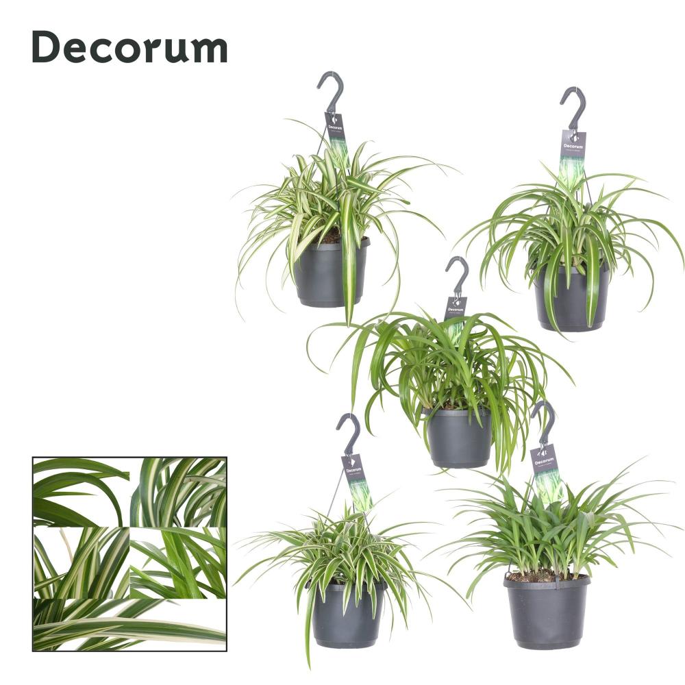 chlorophytum