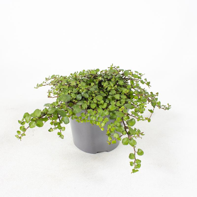 Muehlenbeckia complexa