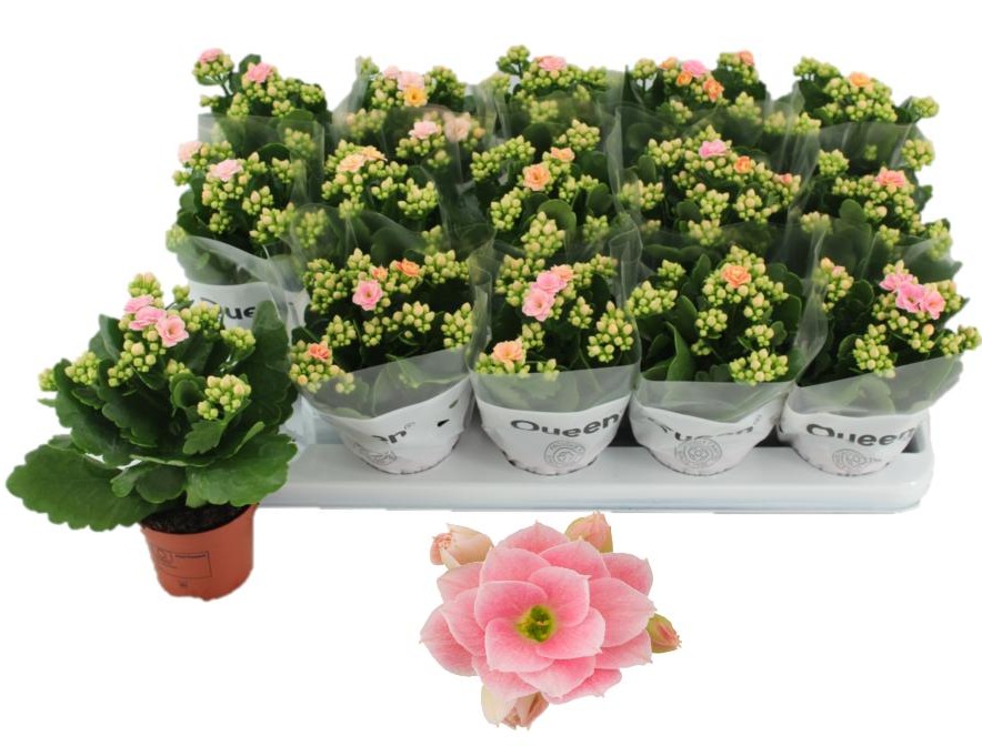 kalanchoe fleurs doubles