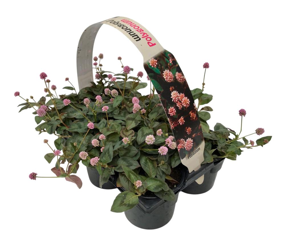 Polygonum