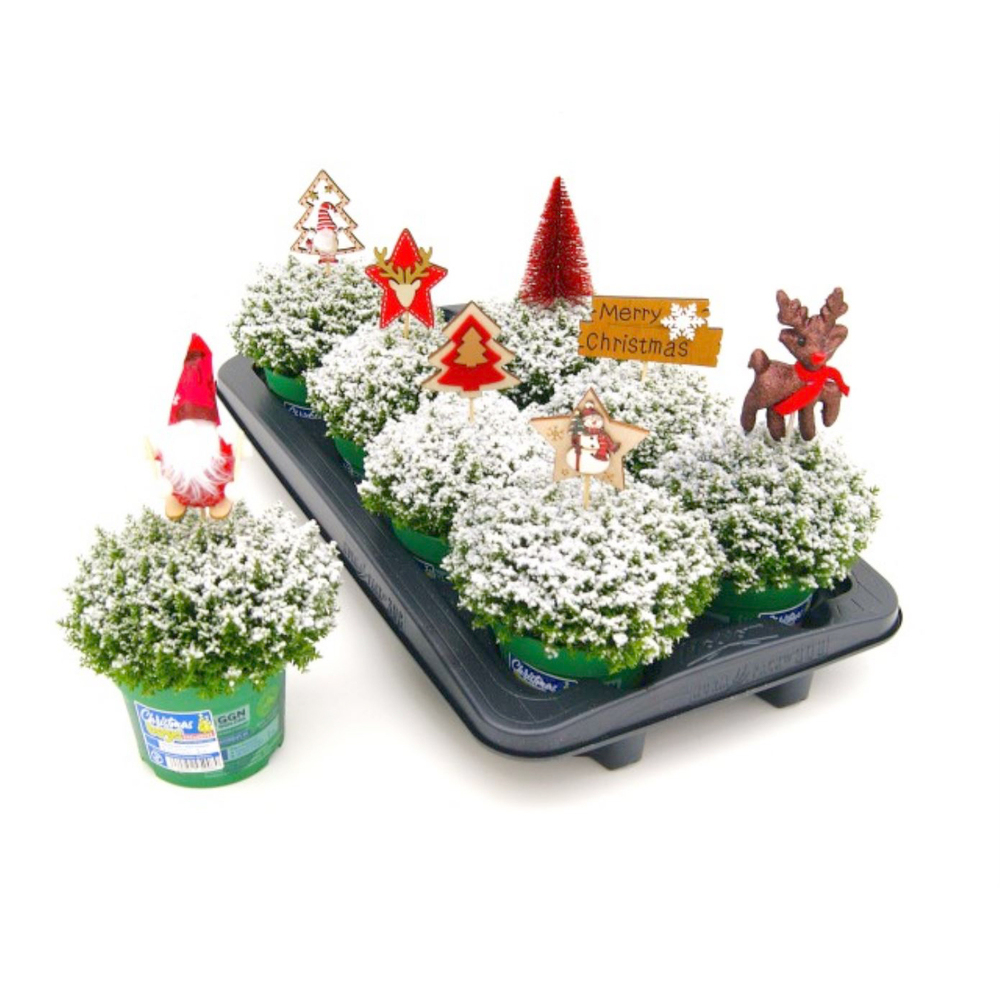 hebe green globe christmasboys