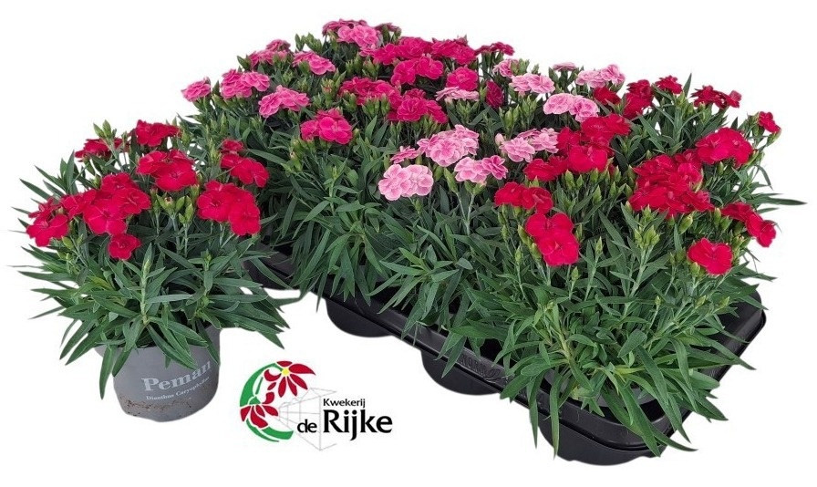 Dianthus