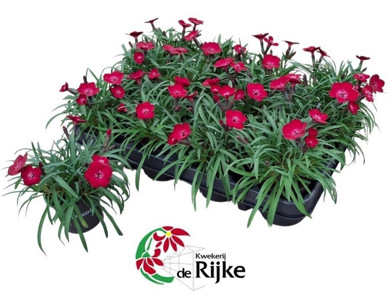 dianthus