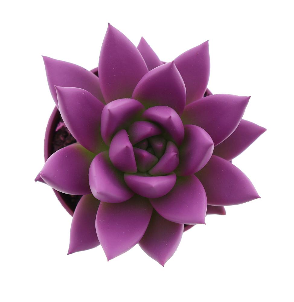echeveria