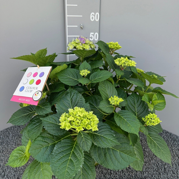 Hydrangea macrophylla colour club