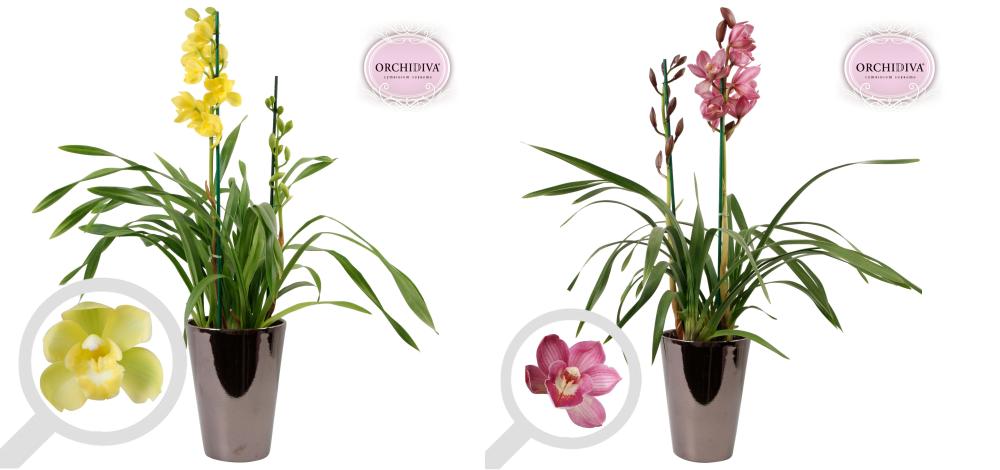 cymbidium