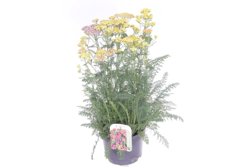Achillea