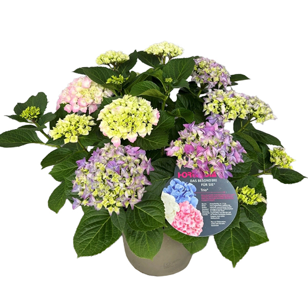 Hydrangea macrophylla trio