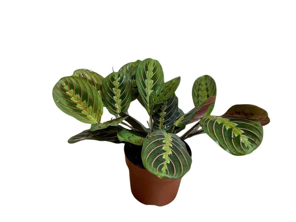 Maranta