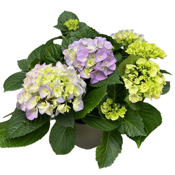 Hydrangea macrophylla duo