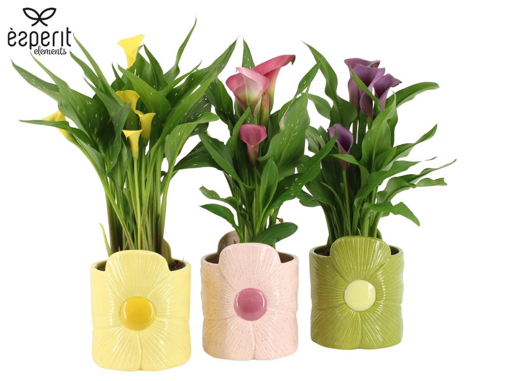 Zantedeschia