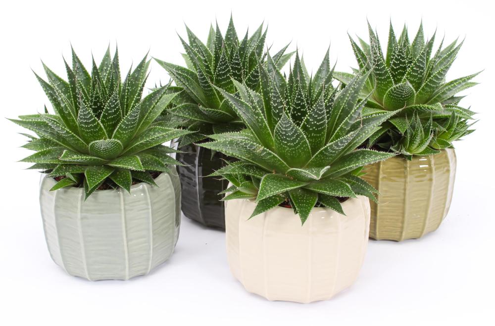Aloe