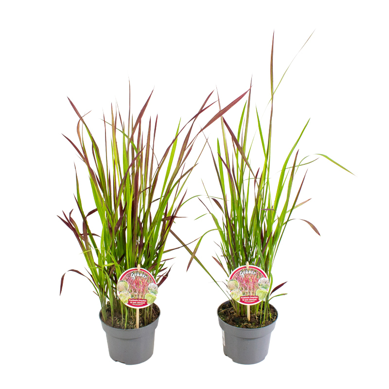 Imperata cylindrica red baron