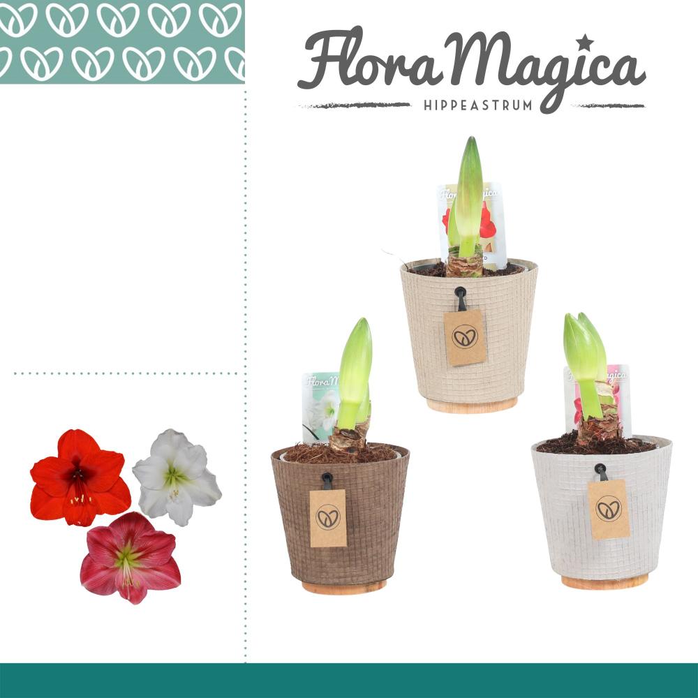 amaryllis-hippeastrum