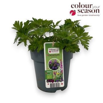 geranium vivace