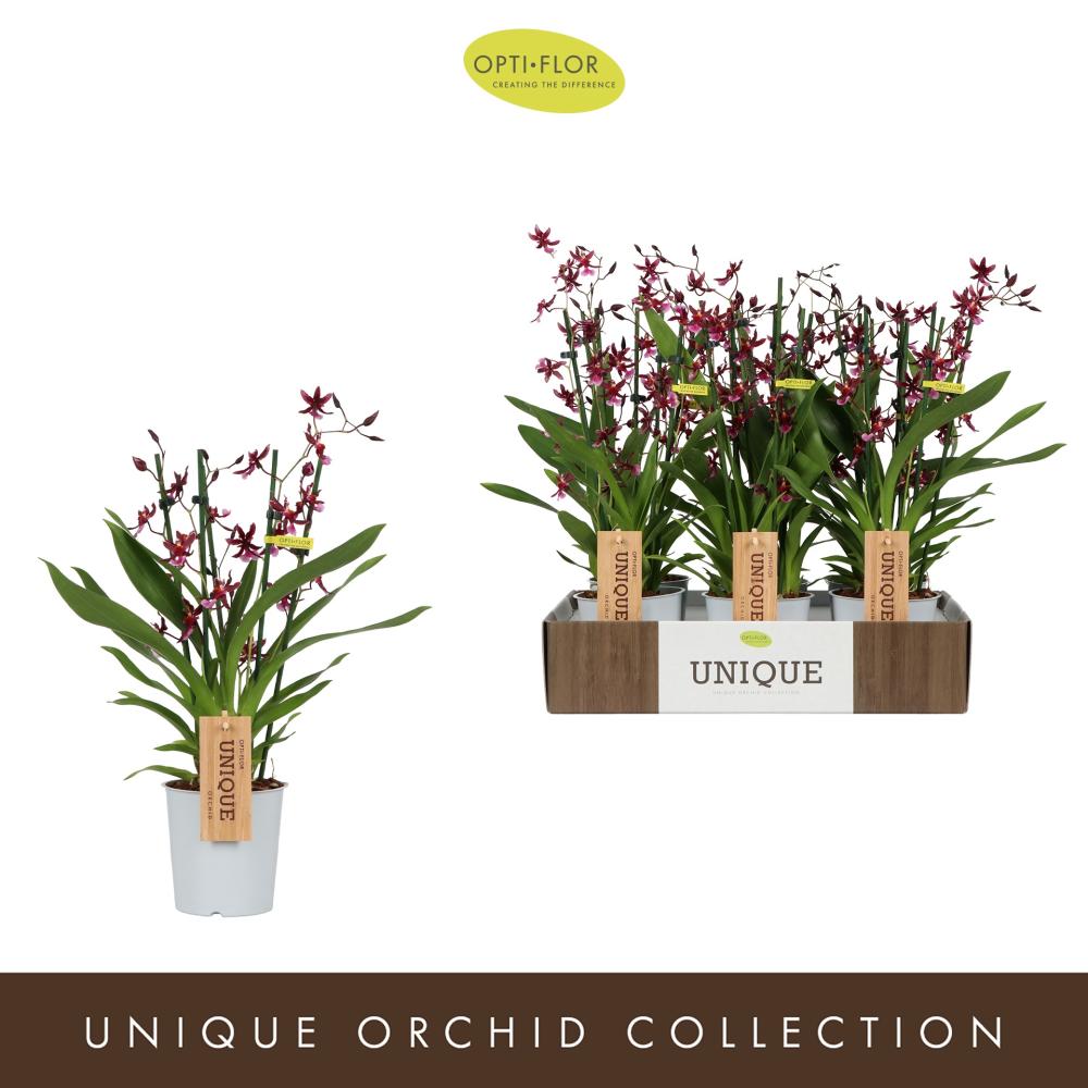 Oncidium