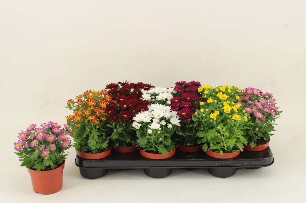 Chrysanthemum