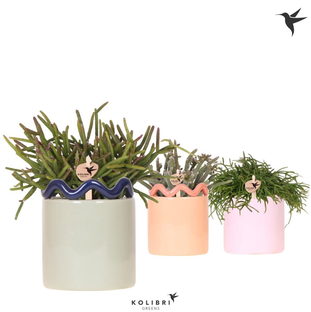 Rhipsalis