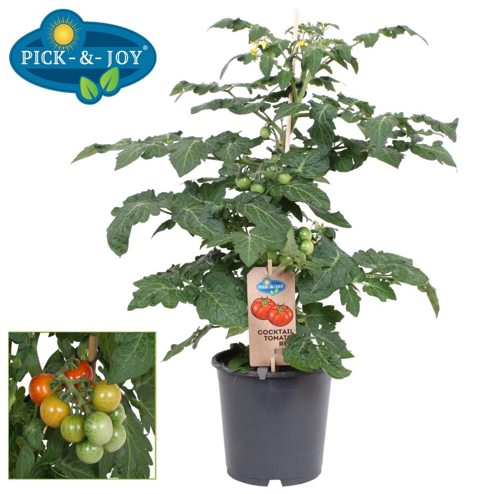 Solanum