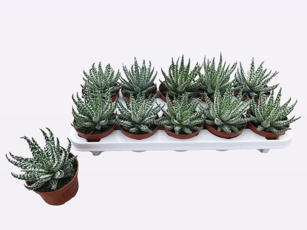 Aloe