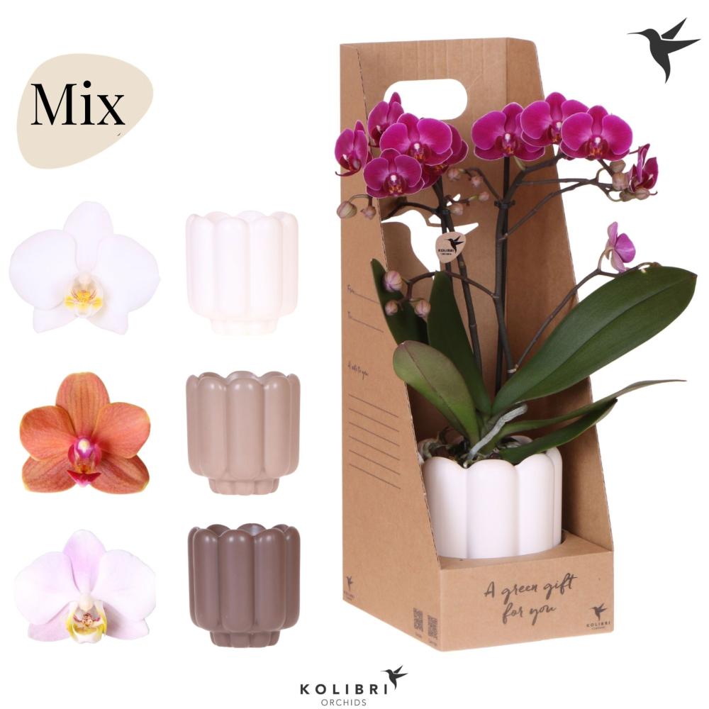phalaenopsis