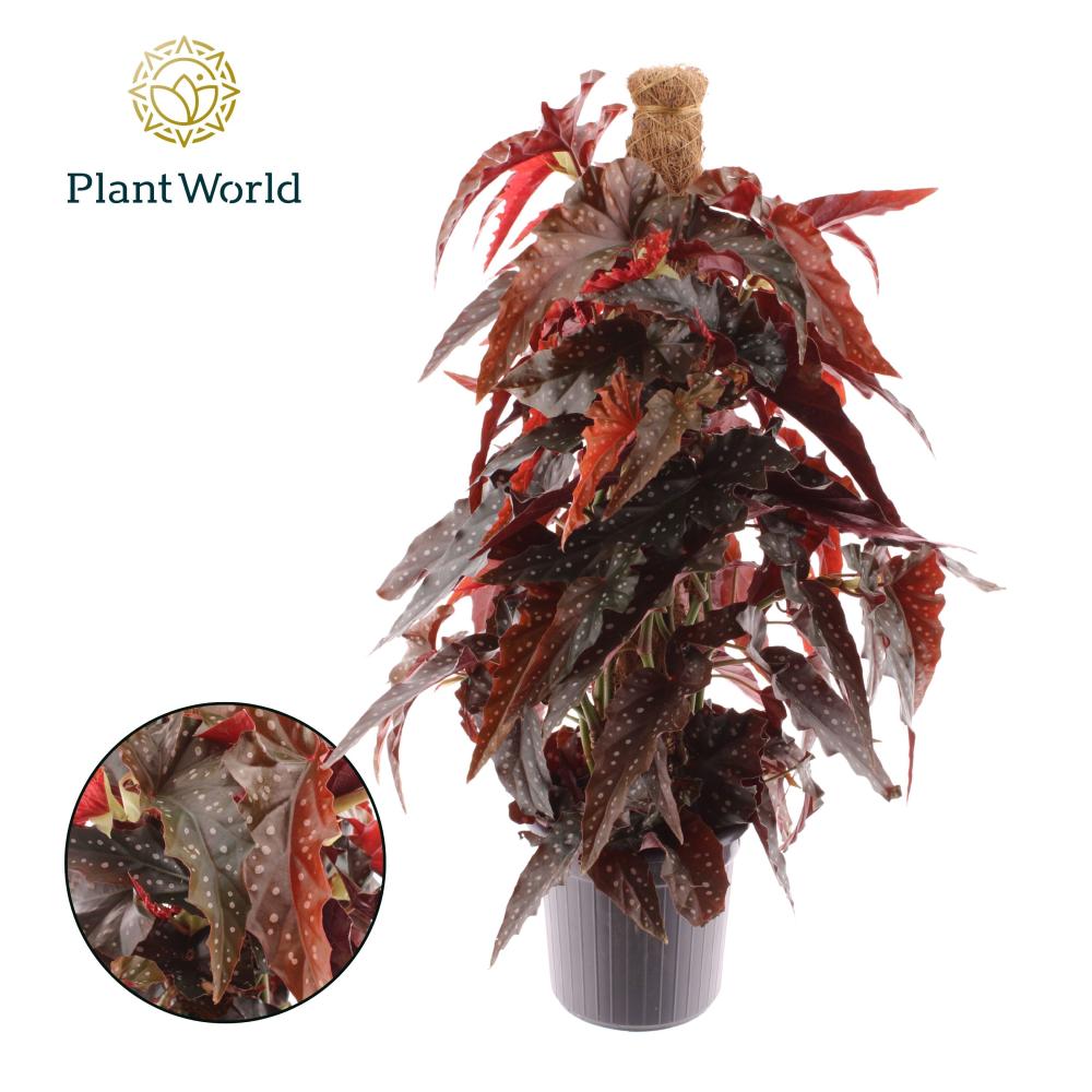 begonia feuillage