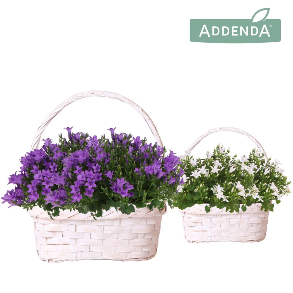 campanula