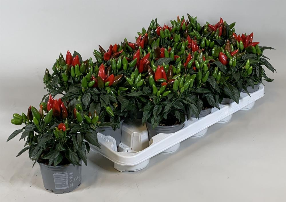 capsicum