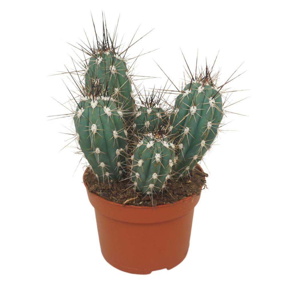 Stetsonia