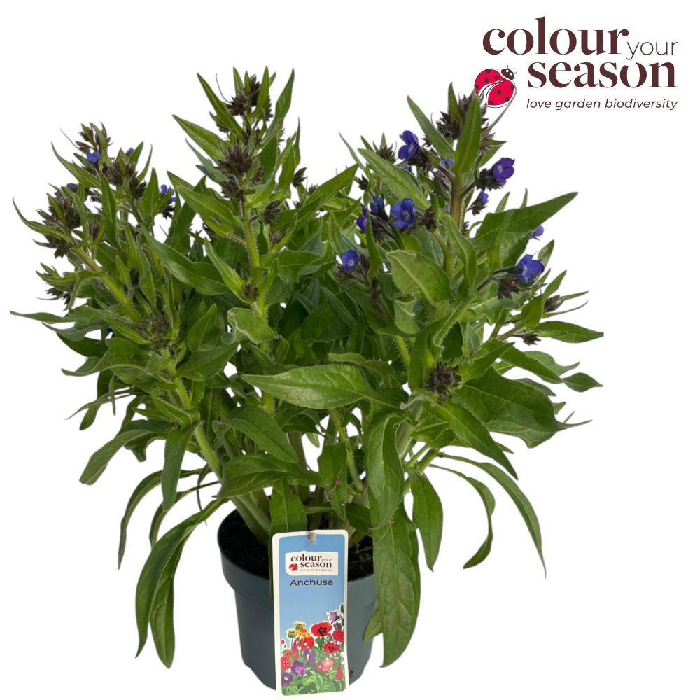 Anchusa