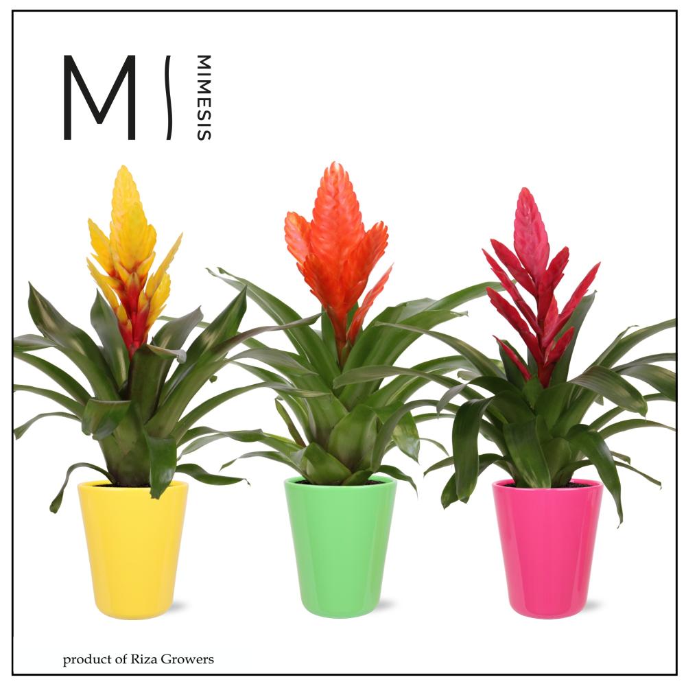 Vriesea