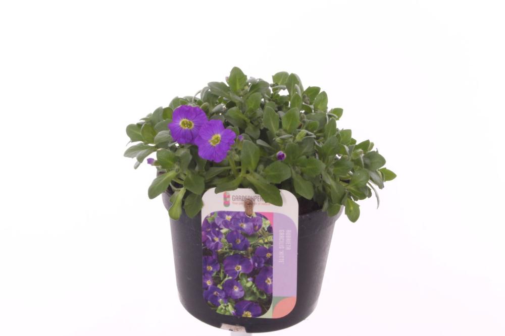Aubrieta