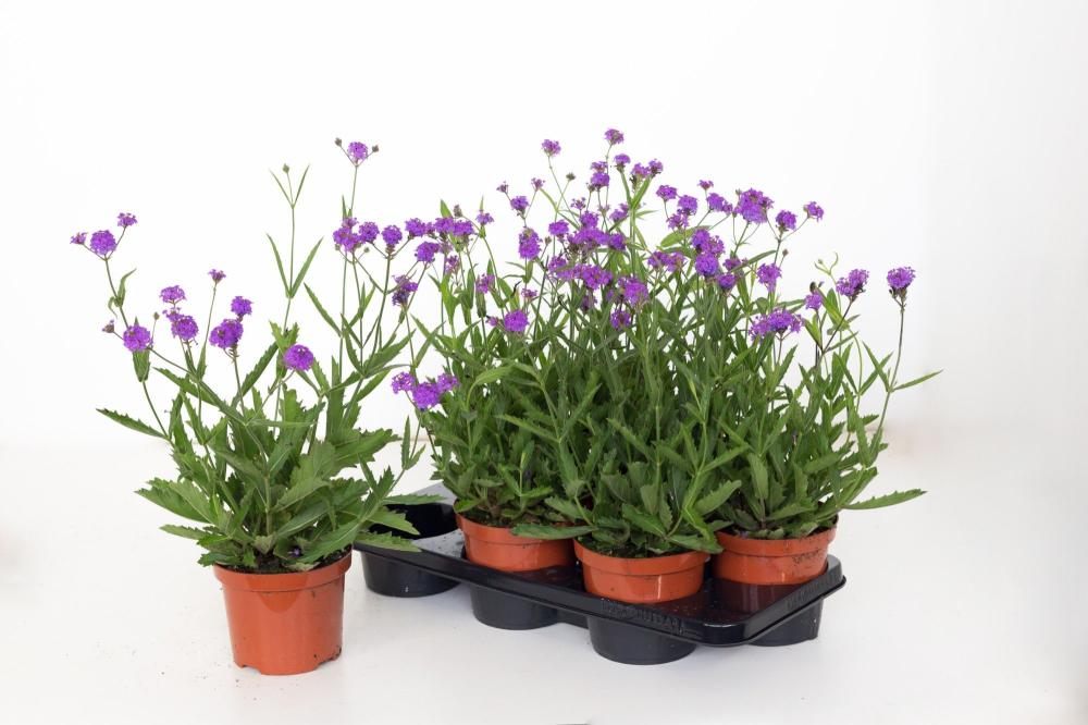 Verbena