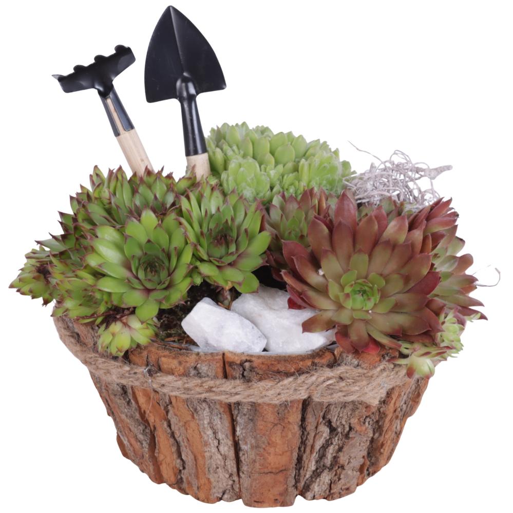 sempervivum