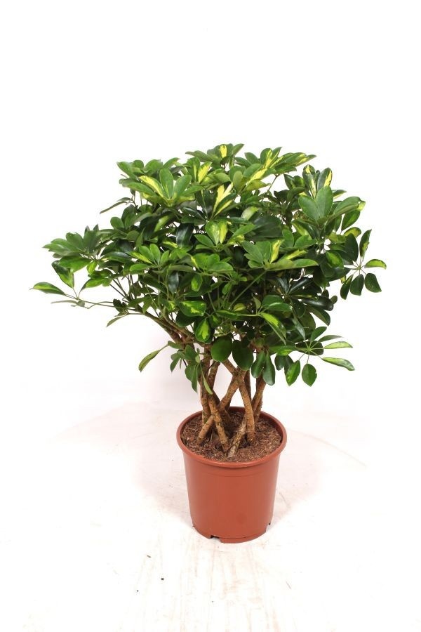 Schefflera