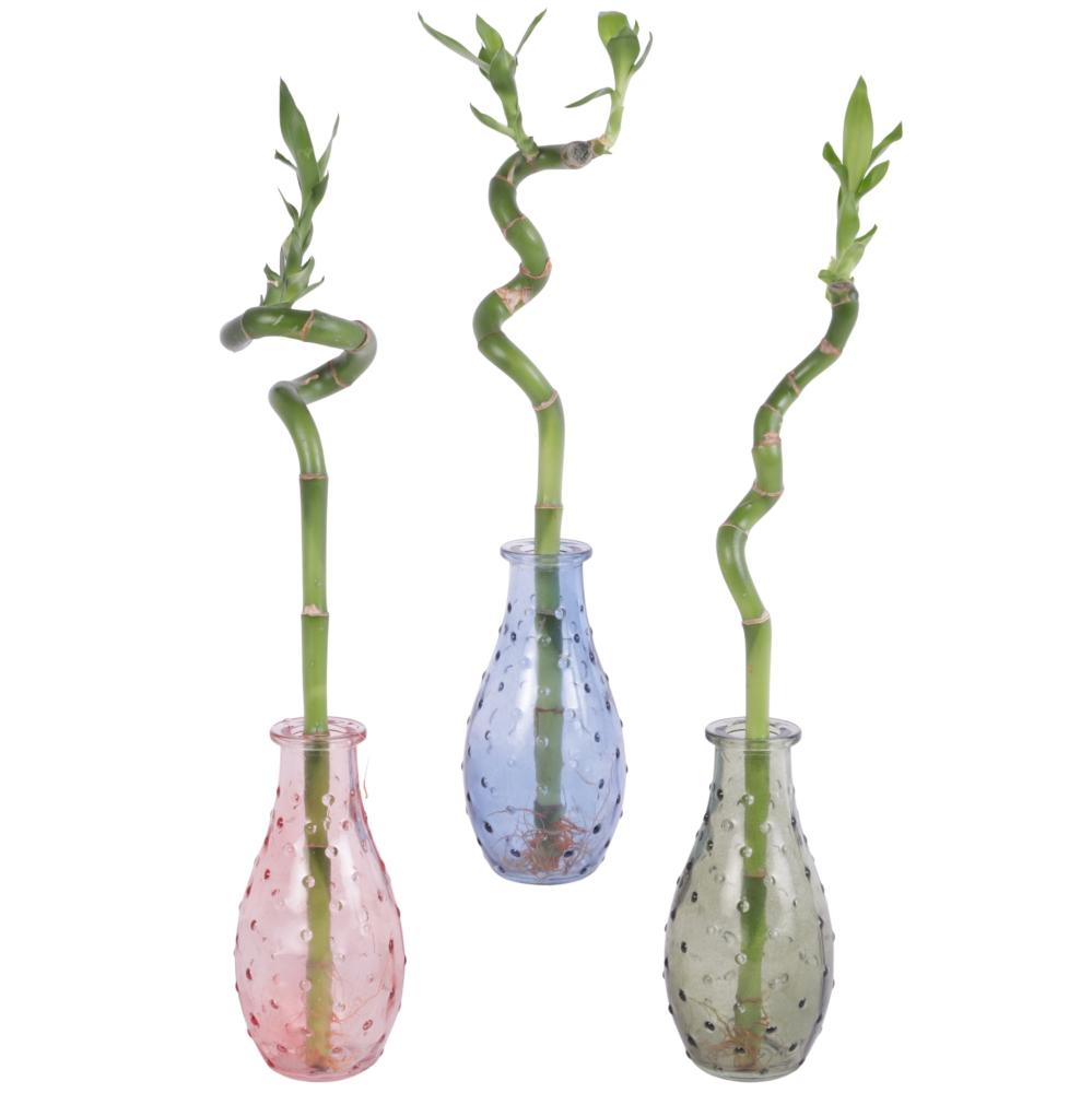 lucky bamboo