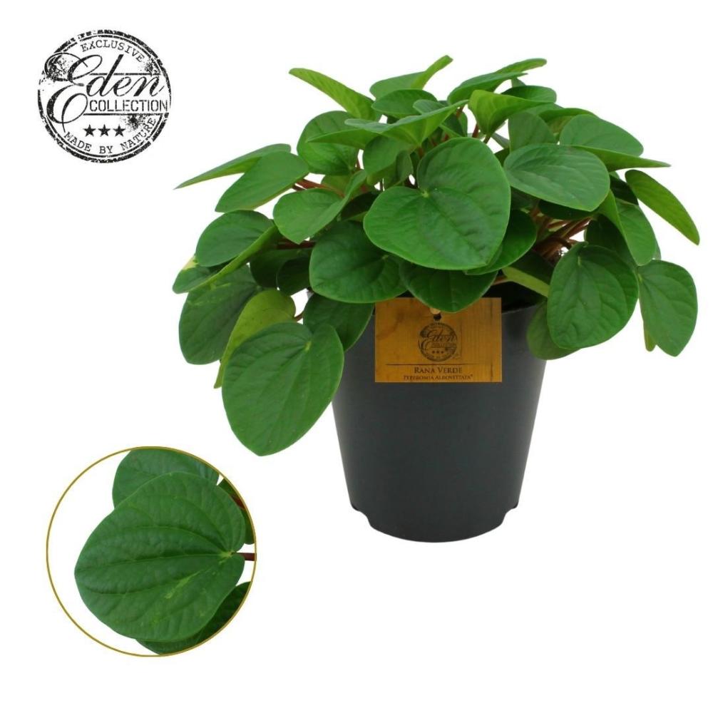 Peperomia