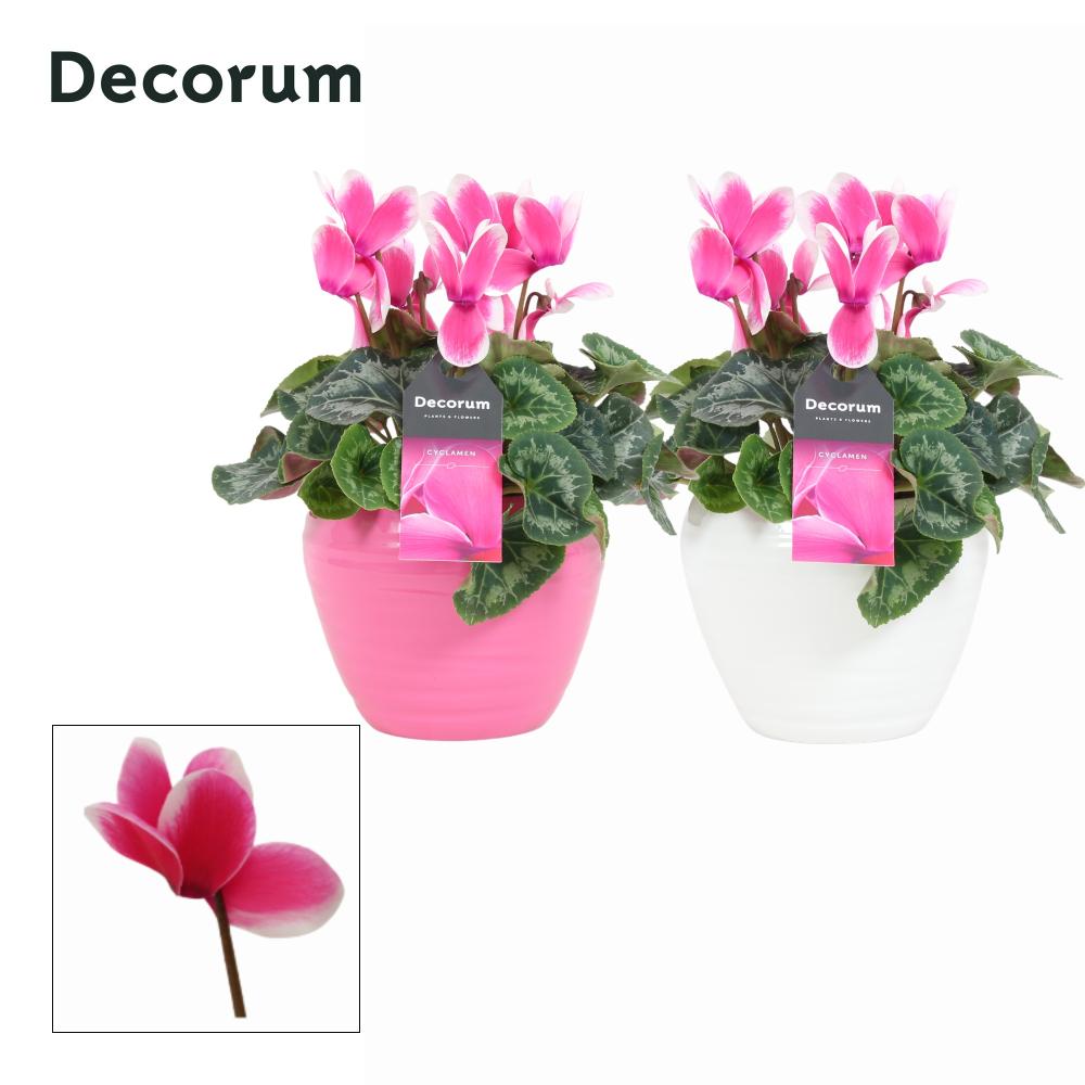 Cyclamen