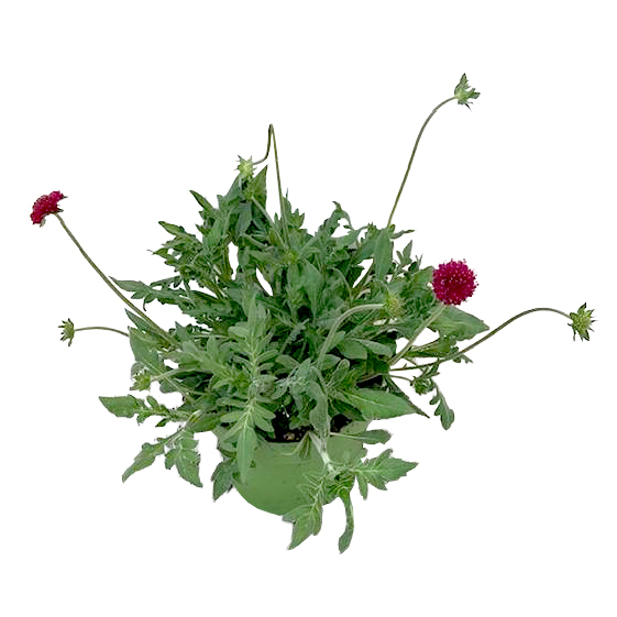 Knautia macedonica green lightning