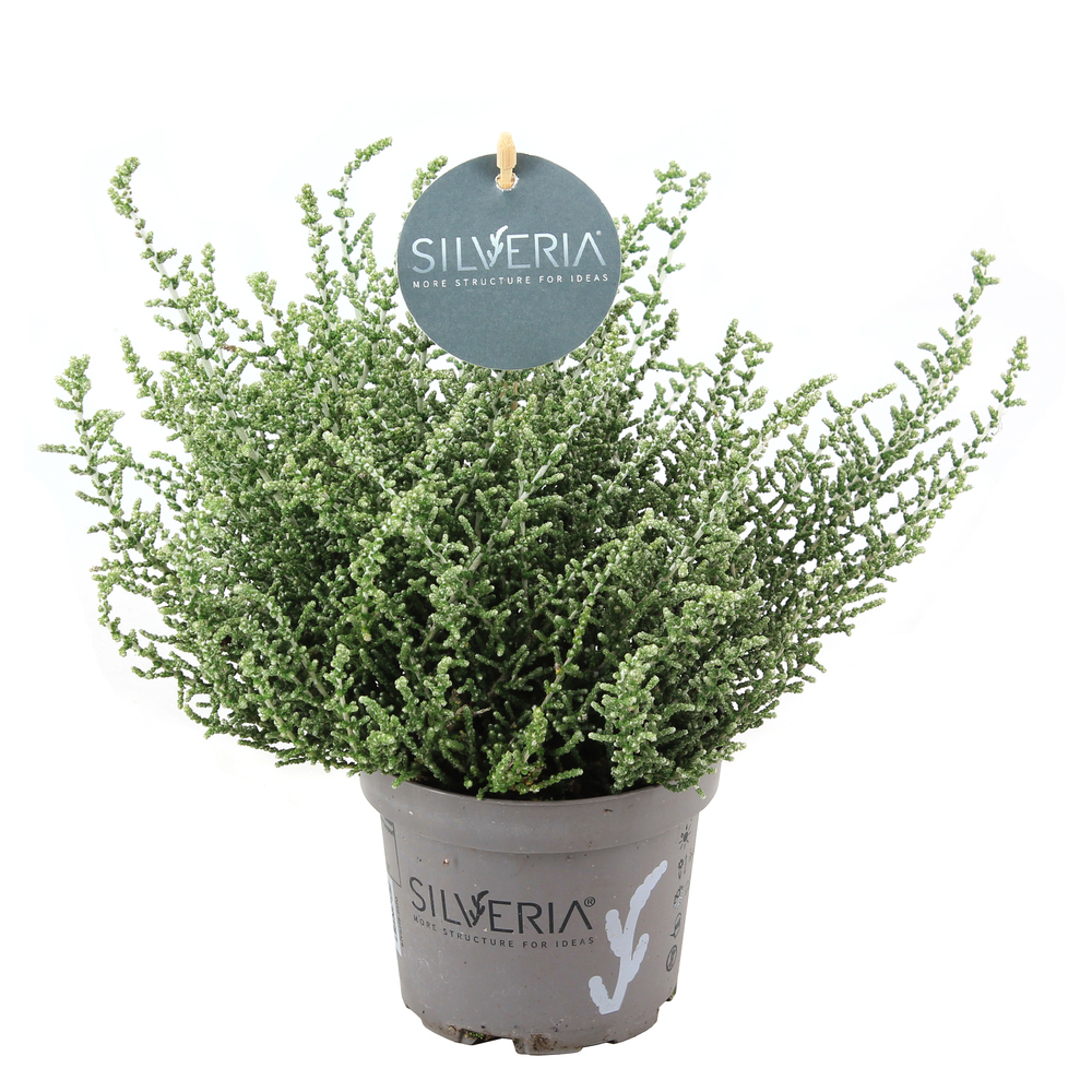 Olearia silveria